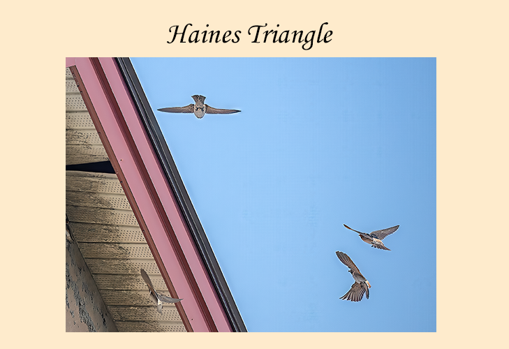 Haines Triangle Wildlife Tour
